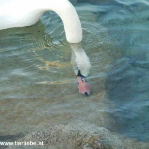 Köpfchen unters Wasser....