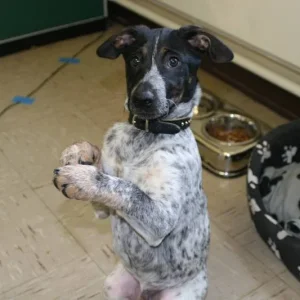 Spike beim männchen machen!!