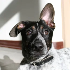 Hey cool mein ohr steht!!