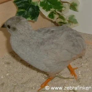 Silberner chin. Zwergwachtelhahn