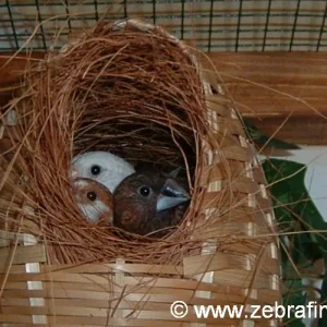 2 Augen kucken rein 3 Augen raus