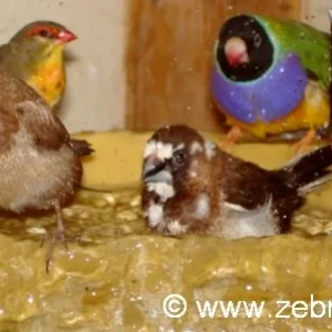 Badespass bei den Prachtfinken
