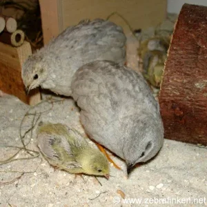 Der erste Wurm im Leben