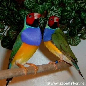 2 Rotkopf- Gouldamadinenhähne