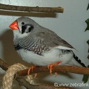 Schwarzwangen- Zebrafinkenhahn