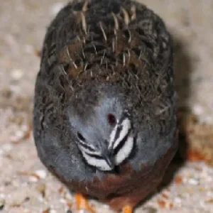 Wildfarbener chin. Zwergwachtelhahn