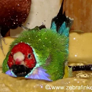 Gouldamadine beim Baden