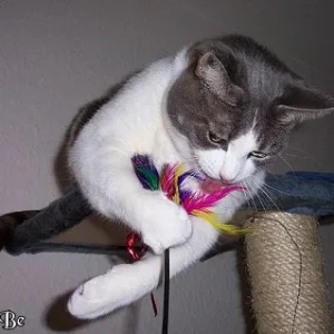 Hoch auf dem Kratzbaum