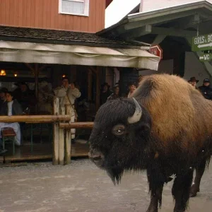 echte, wilde Bisons