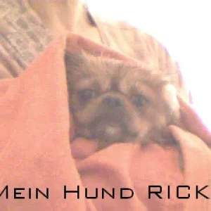 das is mein hund riki.nach dem Baden. :-P