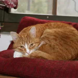 Müde nach einer Freinacht !