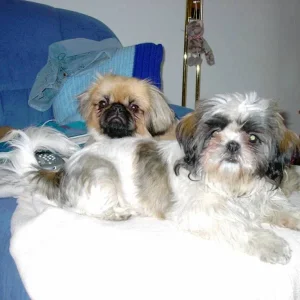 Meine beste Freundin heißt Sternchen ....