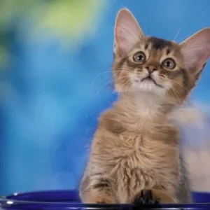 Somali zur Sonne in Oberbayern