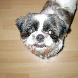 Hab ich nicht schöne Zähne?