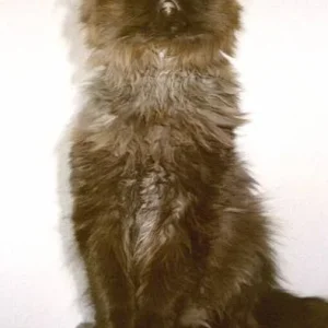 Grizzly - Giraffe... ;)