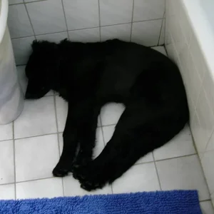 Nero schlummert.....