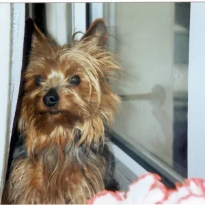 unser Cherry hinter der Regenbogenbrücke