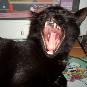 ich glaub ich muss zum zahnarzt oder?