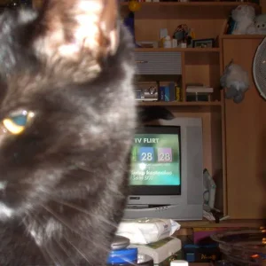 ... HILFE .... meine katze kokst *gggg*