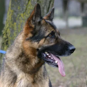 Deutscher Schäferhund