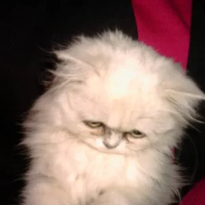 Mein verschwundener Wuschi