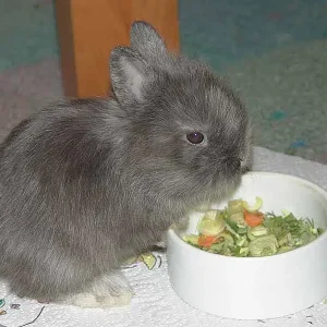 In loving memory Fleckchen