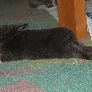 Tümmelchen total relaxed