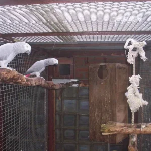 Unsere Graupapageien