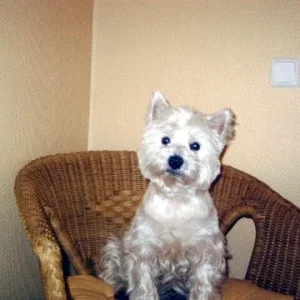 ich hab schon meine Sommerfrisur