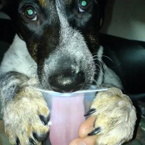 Hhmmm lecker Pudding