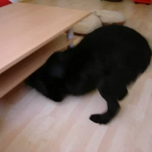 Nero sucht Katzi Leo