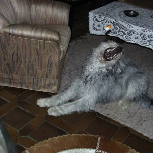 Fütterung der Raubtiere.