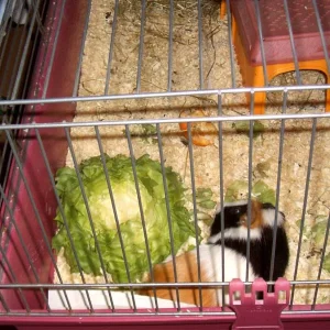 schnuppi nach festmahl *gg*