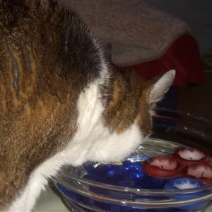 schwimmkerzen wasser hmm lecker