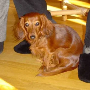 Lili, ein Dackelzwerg