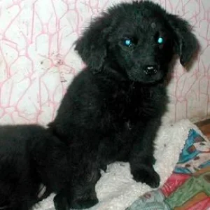 Nero mit gerade mal 5 Wochen!