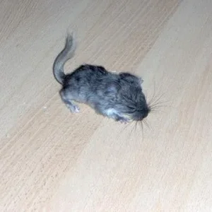 Mein Kleines Chinimädi Bassia