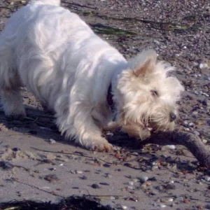 ein Stöckchen *freu*