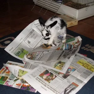 Auch Kaninchen brauchen etwas Bildung......