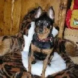 Die Bestie lebt ;-)))