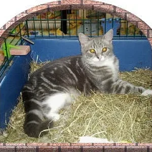 gizmo liegt gerne im kaninchenkäfig