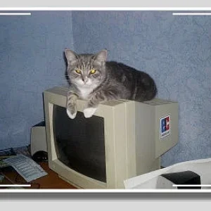 er sitzt gerne auf dem monitor