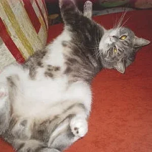 so schläft er immer