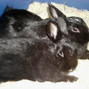 die beiden zicken beim kuscheln