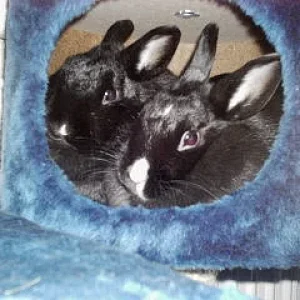 im kratbaum sitzen sie gerne