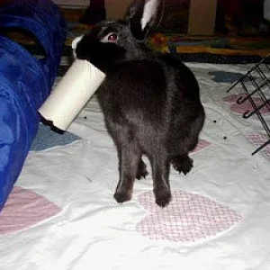 lucy beim aufräumen