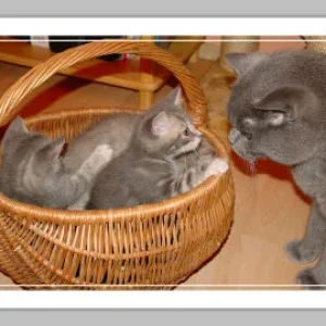 gizmo und seine geschwister