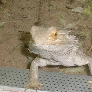 Samweis - der leider schon im Regenbogenland ist