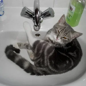 im waschbecken liegt er auch gerne smile