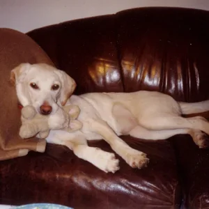 Bonnie mit Häschen auf der Couch - kann kein Wäserchen trüben, gell?